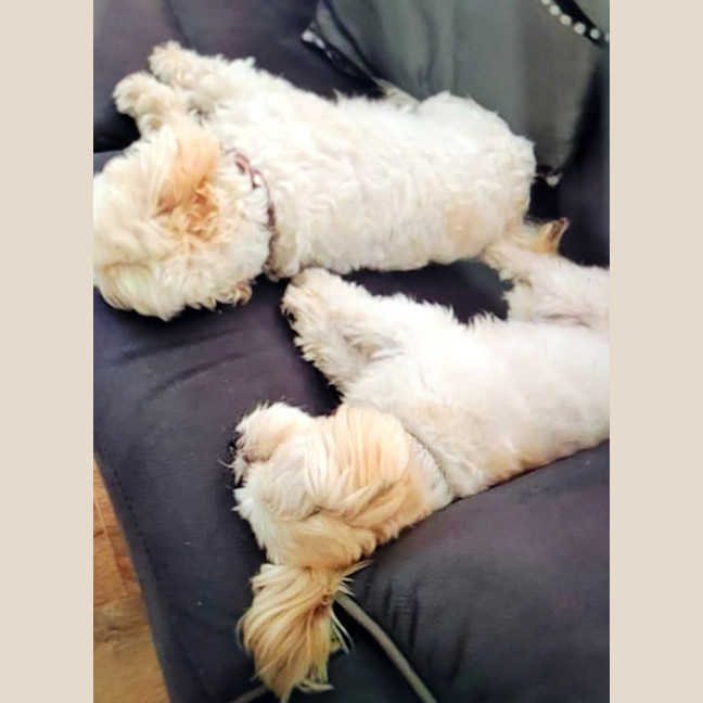 Photo of Rolly   8 Year Old Maltese X