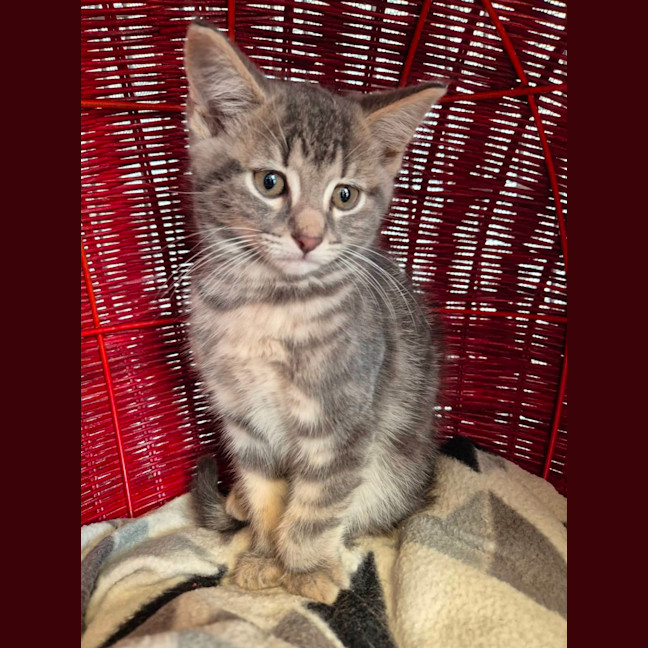 Photo of Loki!
