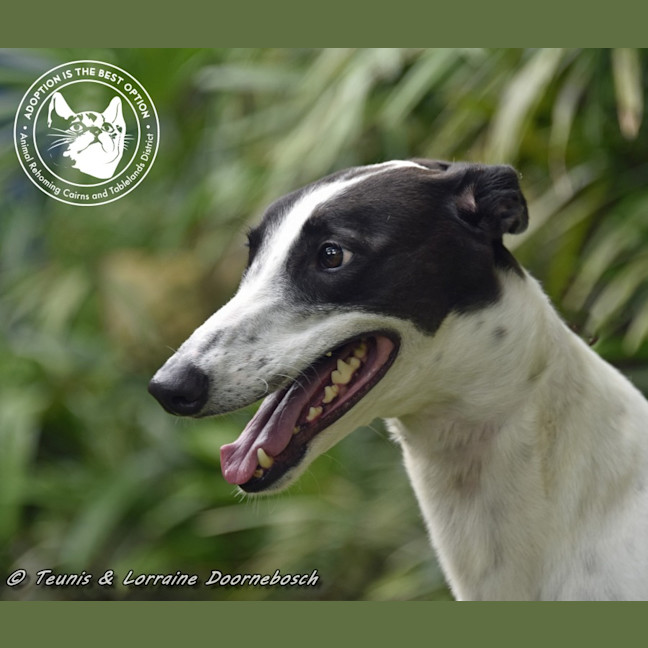 Photo of Minnie (Racing Name Mischievous Mini)