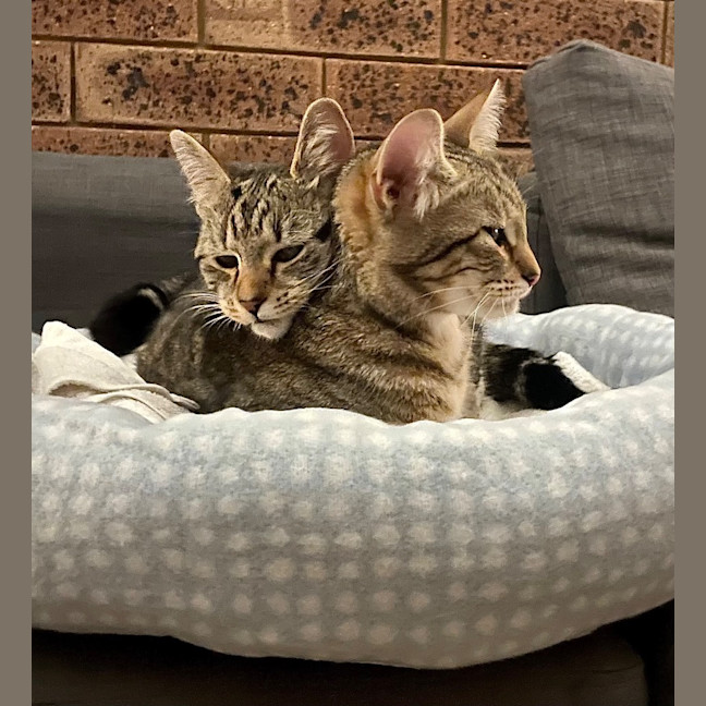 Photo of Puss