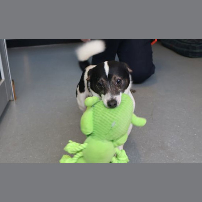 Photo of Lucky