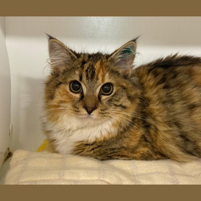 Photo of Nutmeg