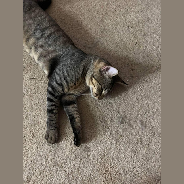 Photo of Joey
