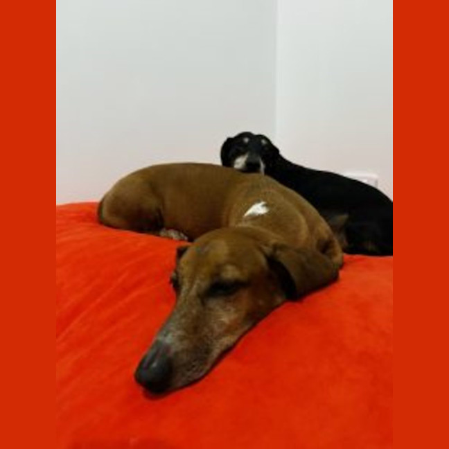 Photo of Fredrick & Willow #Bonded Pair