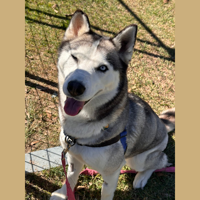 Photo of Freya
