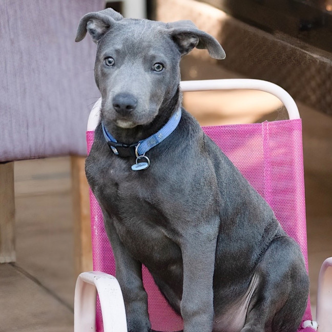 Photo of Blaze