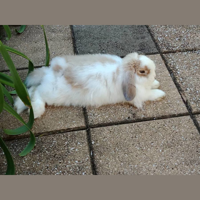 Photo of Bunny Boo