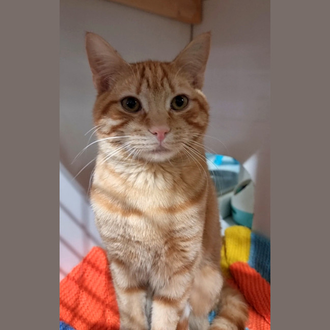 Photo of Nog