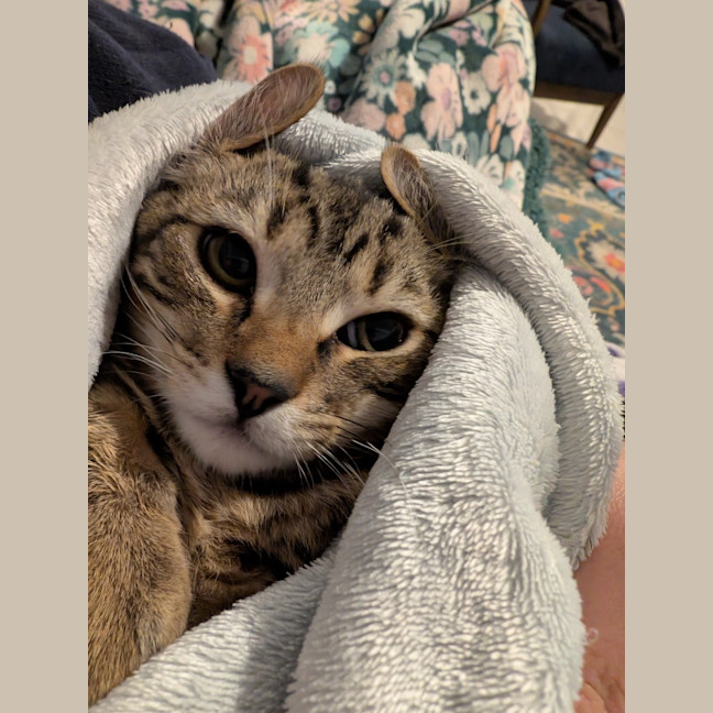 Photo of $180 Snuggles