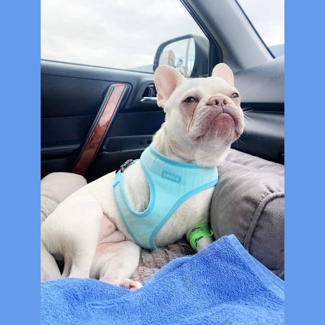 Photo of 🧚‍♀️pixie🧚‍♀️