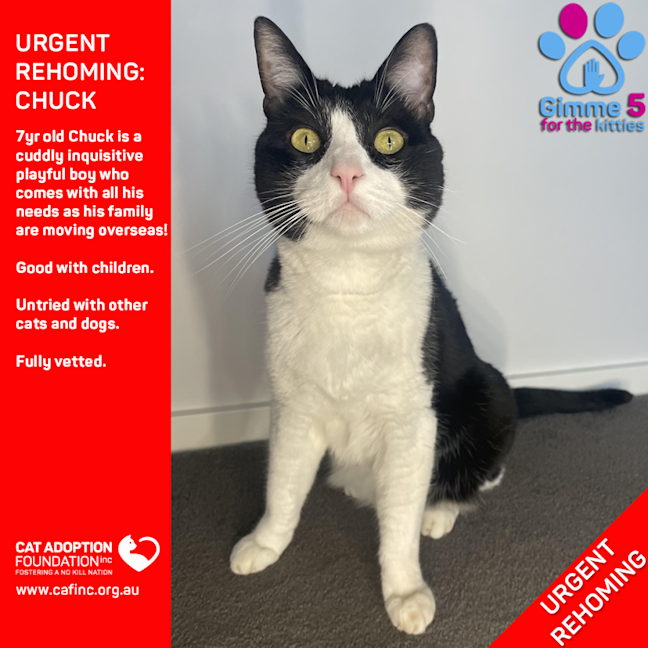 Photo of Chuck Private Rehoming No Charge!