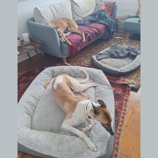 Photo of Billy, The Greyhound