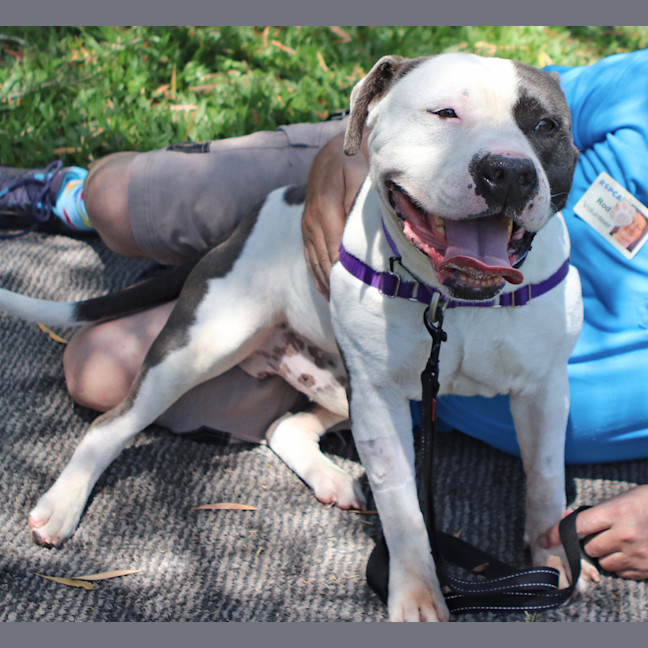 Photo of Otis