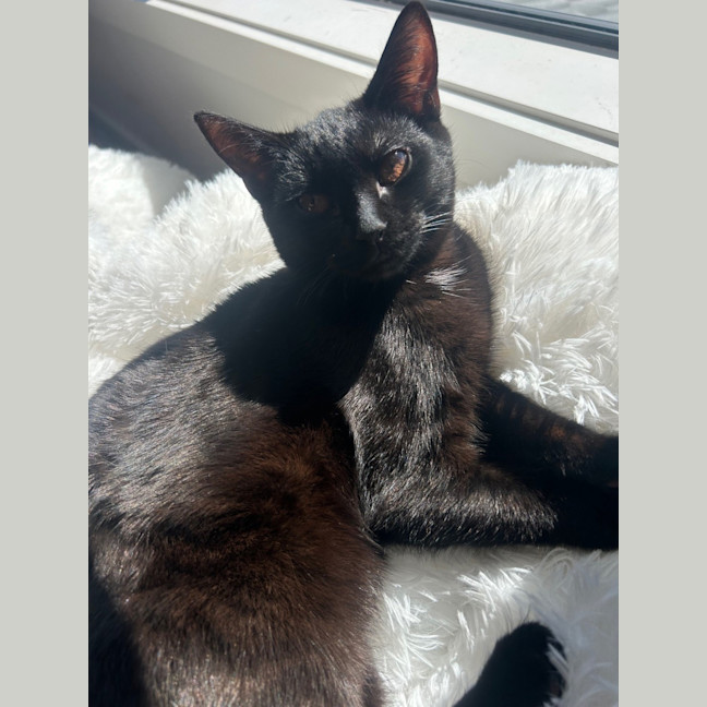 Photo of Slinky