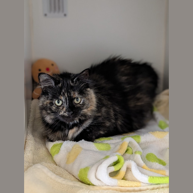 Photo of Xena