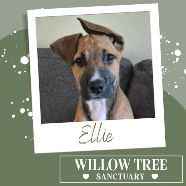 Photo of Ellie