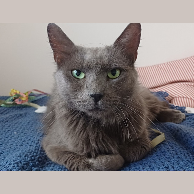 Photo of Smokey