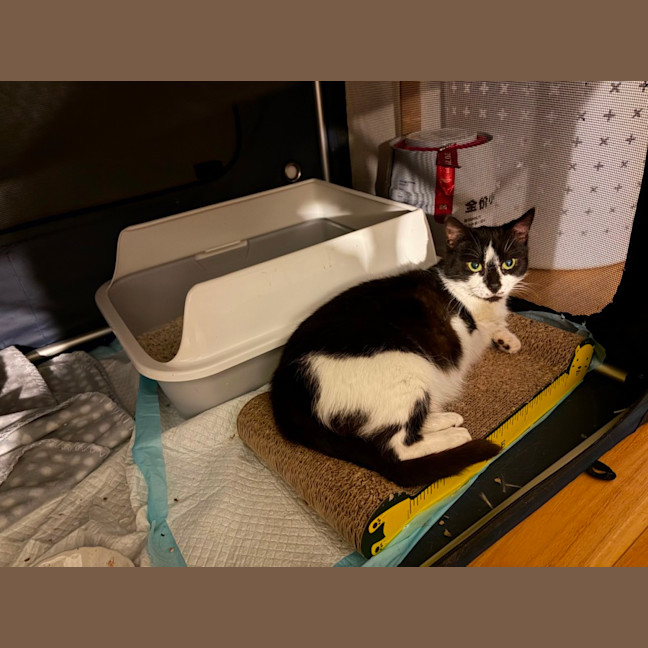 Photo of Nougat