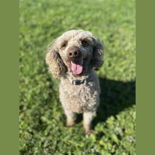 Photo of Fudge