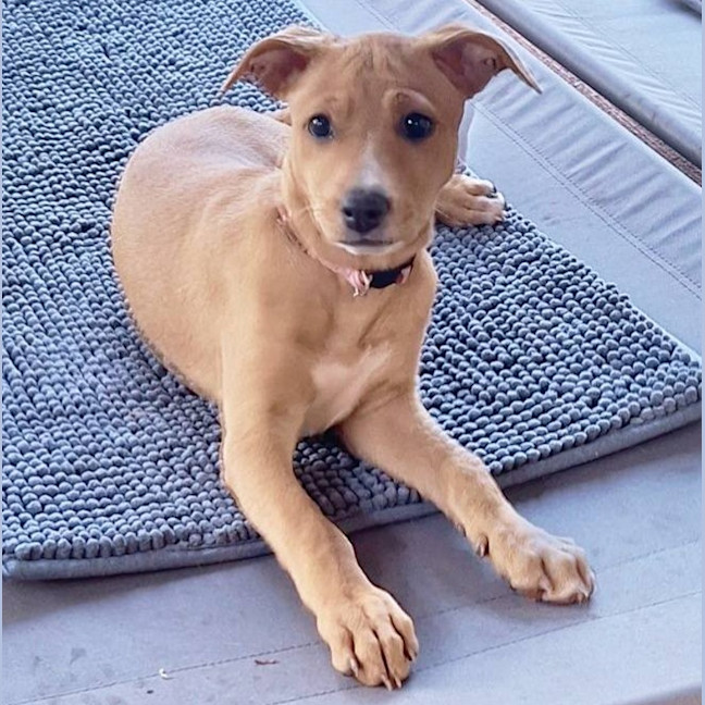 Photo of Sheeba
