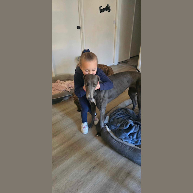 Photo of Sky The Greyhound 