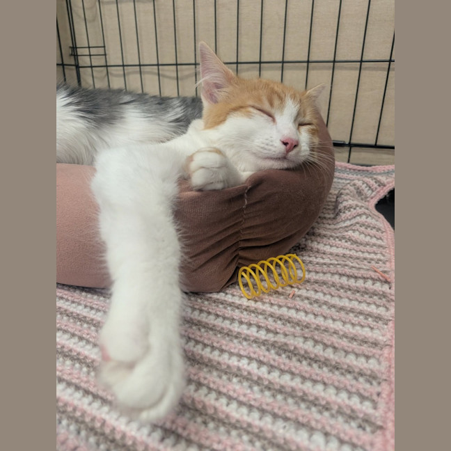 Photo of Rune