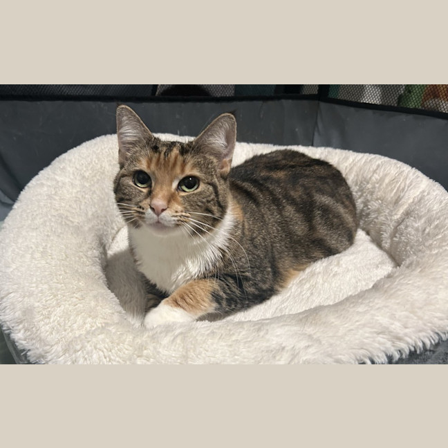 Photo of Penny