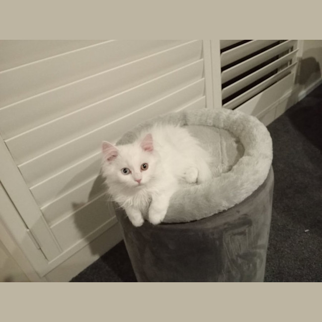 Photo of Harry & Olive