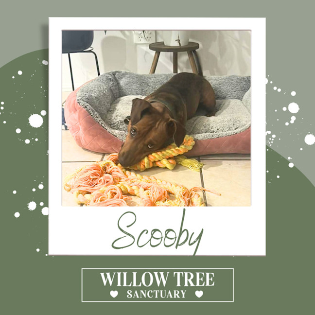 Photo of Scooby