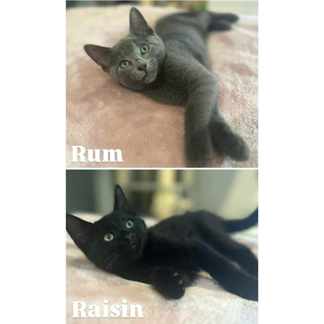 Photo of 11616/7   Raisin & Rum