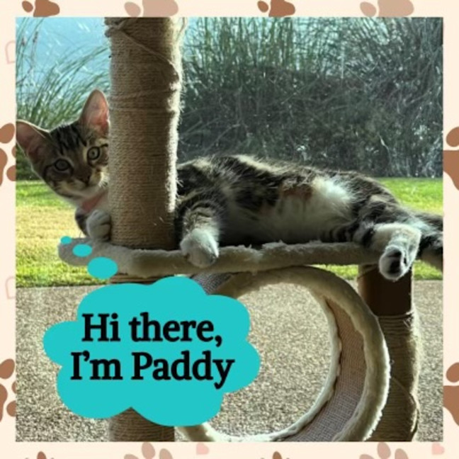 Photo of Paddy