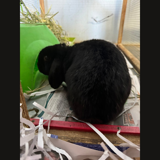 Photo of Strawberry
