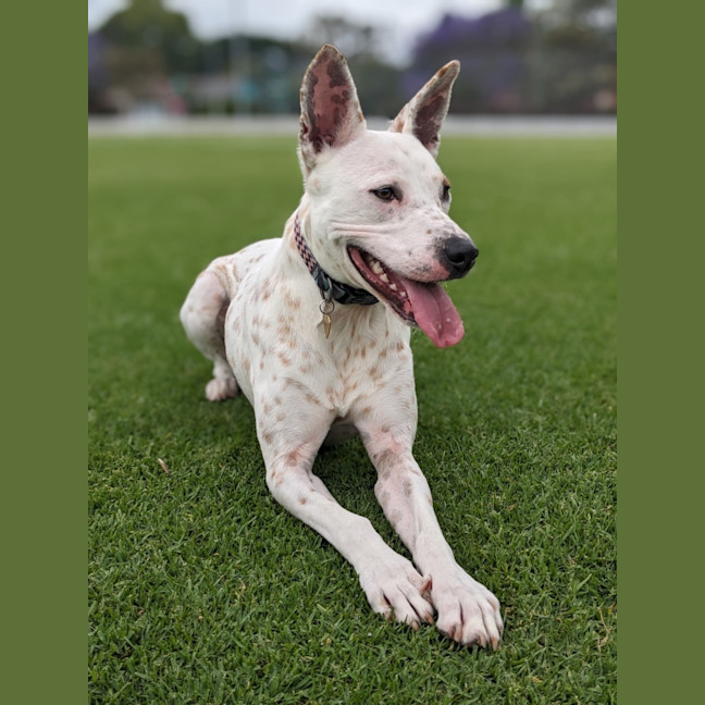 Photo of Luna