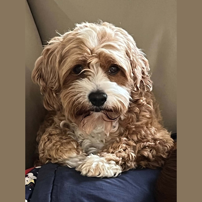 Photo of Apricot
