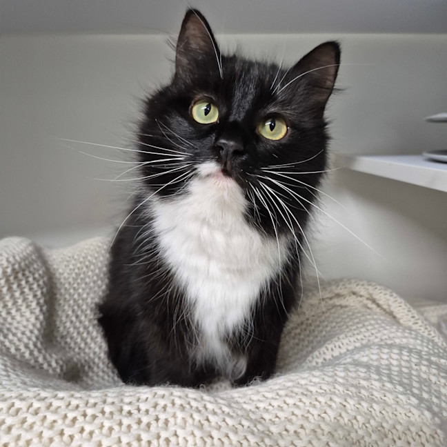 Photo of Luna 