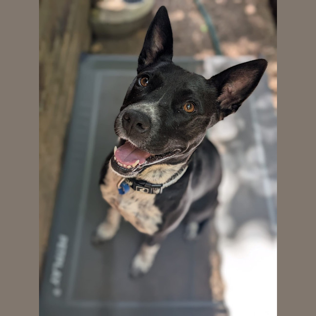 Photo of Oreo