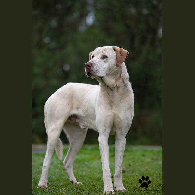 Photo of Bandit