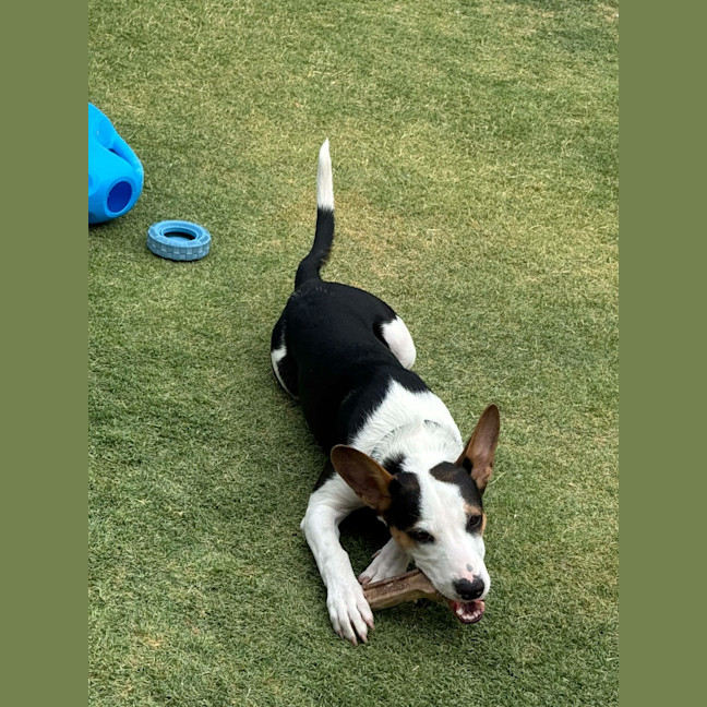 Photo of Dancer (Solo)