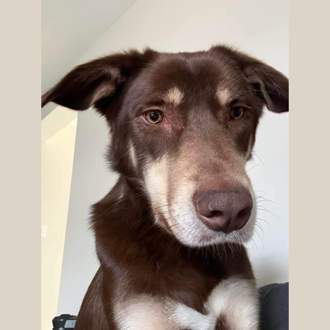 Photo of Boris   1.5 Year Old Kelpie (On Trial)
