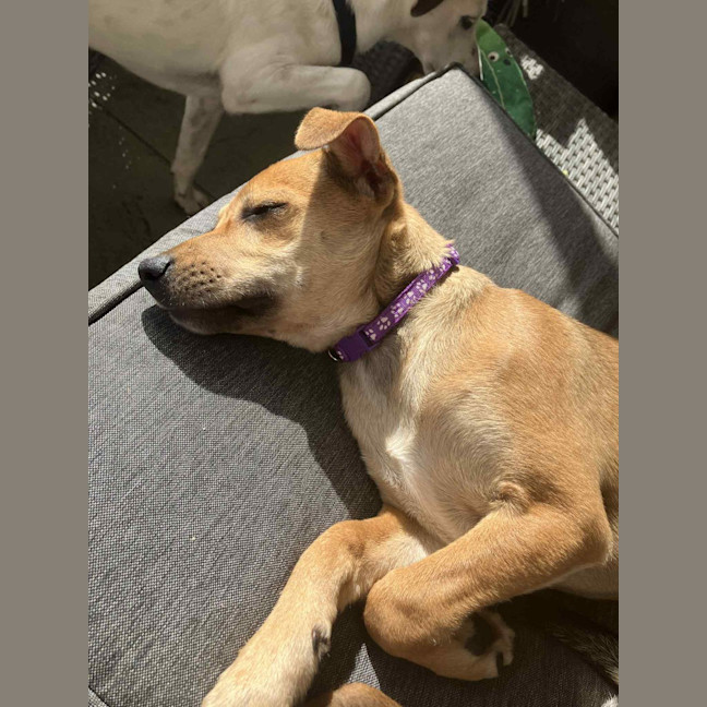 Photo of Crumpet