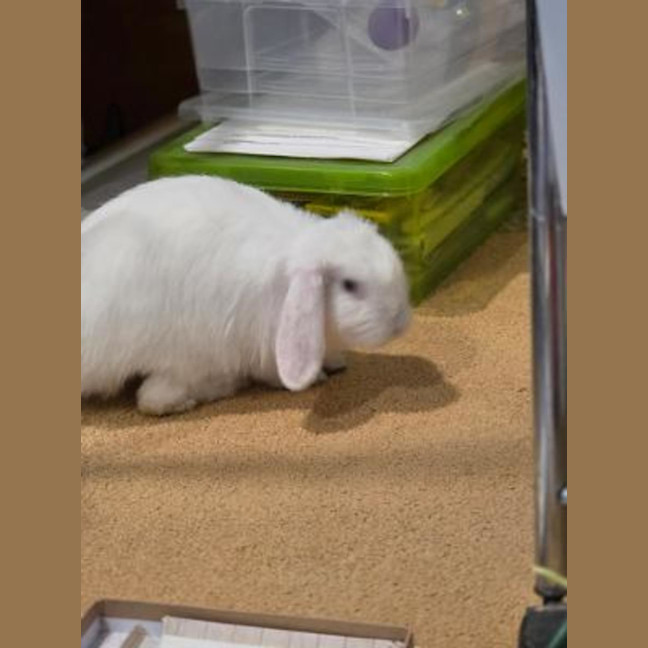 Photo of Flip