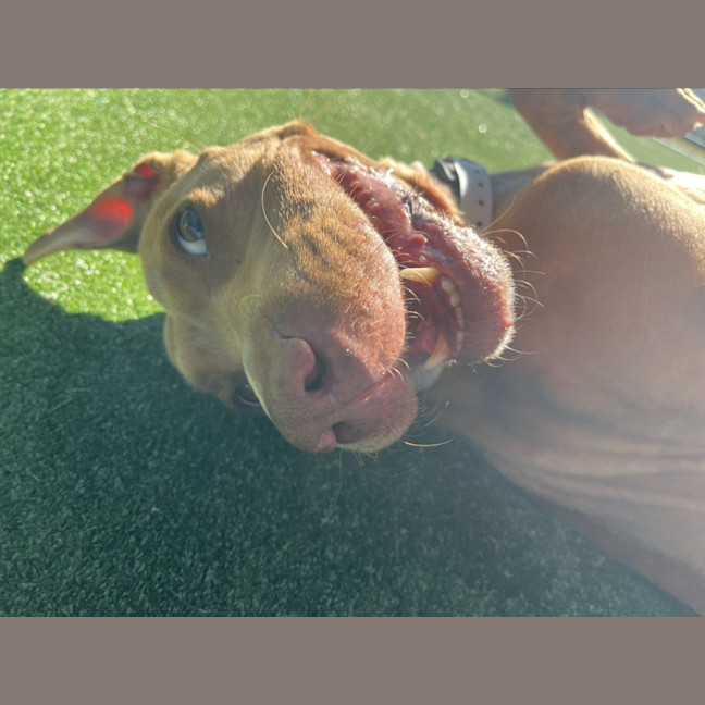 Photo of Cali Imp 1056