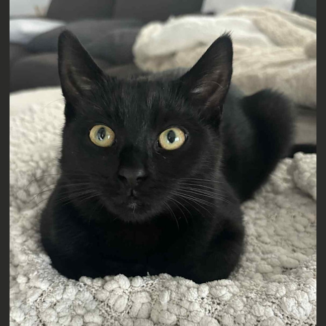 Photo of Forrest   Reduced Adoption Fee