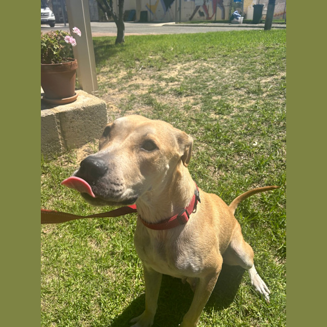 Photo of Luna (Lady)