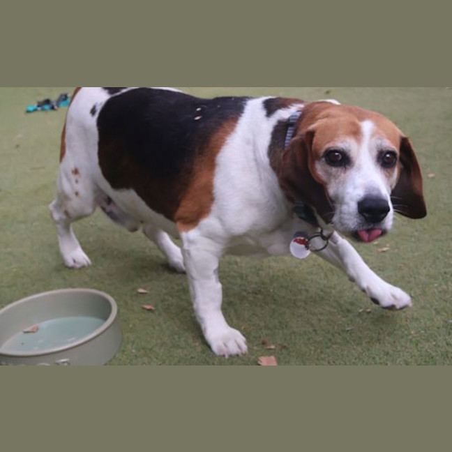 Photo of Buddy
