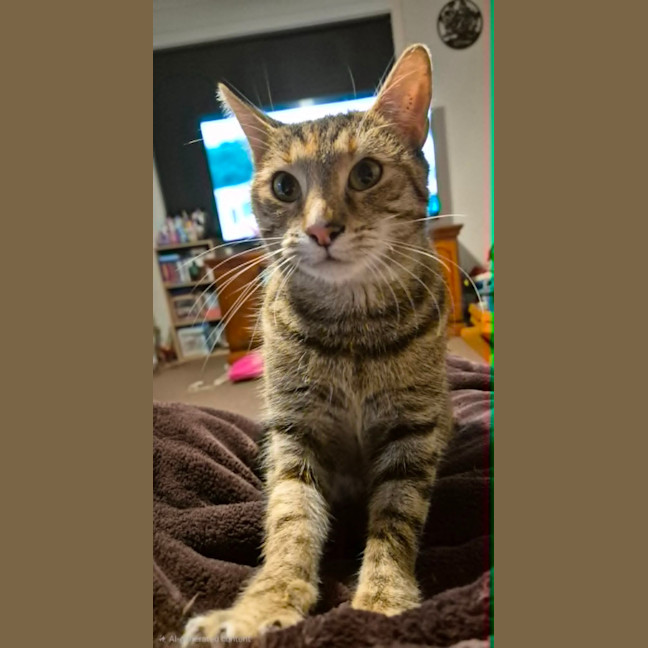Photo of Tilly   2 Year Old Domestic Short Hair