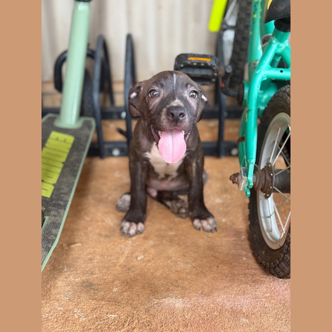 Photo of Tide (Milo)