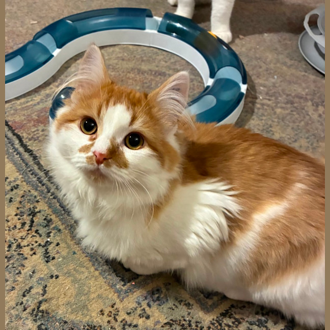 Photo of Simba