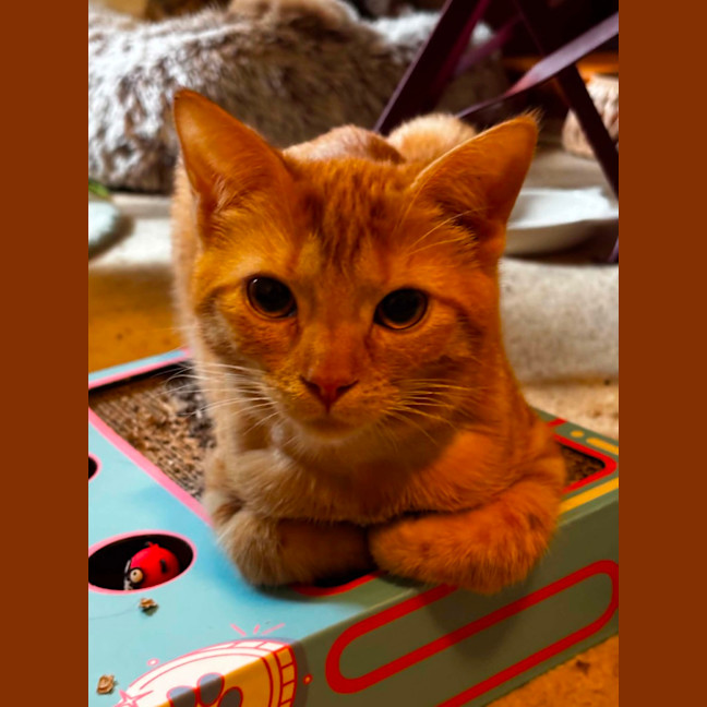 Photo of Corona ** 2nd Chance Cat Rescue**