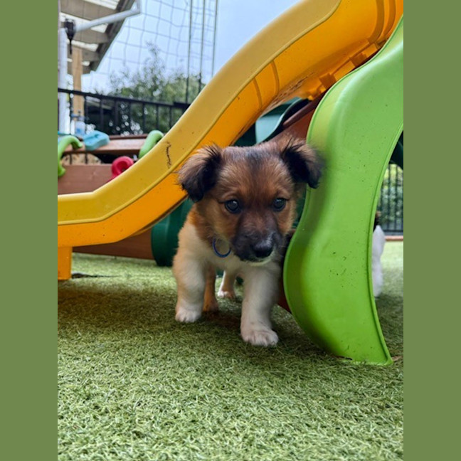 Photo of Finn   3 Month Old Fox Terrier X